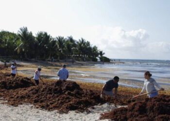 Alerta Semar por 48 mil toneladas de sargazo en el Caribe