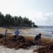 Alerta Semar por 48 mil toneladas de sargazo en el Caribe