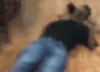 Ataque armado en bar de Tarimoro, Guanajuato, deja al menos 10 muertos