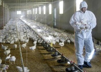 Gripe aviar se extiende por todo el mundo