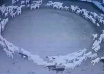 ¡Inexplicable! El misterioso comportamiento de caballos, peces y ovejas dando vueltas