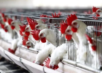 México detecta 296 mil aves con influenza y aplica medidas contraepidémicas