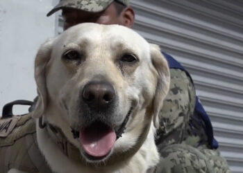 Muere Frida, la perrita rescatista de la Marina