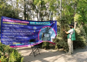 Recibirá MH arboles de navidad para reciclarlos