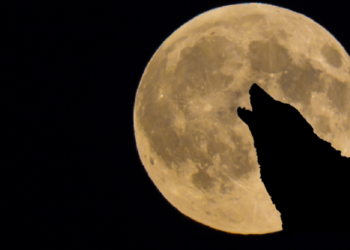Luna de Lobo 2023: Cuándo y cómo ver este fenómeno astronómico desde México
