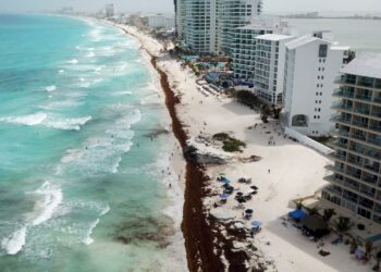Quintana Roo: ¿Qué le sucede a nuestro cuerpo si nos metemos al mar y hay sargazo?