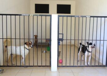 Renovación y atención histórica a refugio de animales en Solidaridad