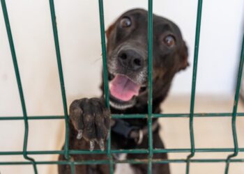 En Solidaridad se da trato digno y se promueve la adopción canina