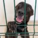En Solidaridad se da trato digno y se promueve la adopción canina