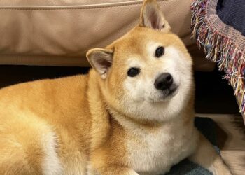 Murió Cheems, el popular perro de internet