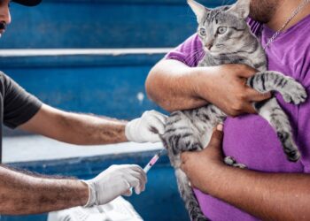 Sigue con éxito campaña de vacunación antirrábica en Solidaridad