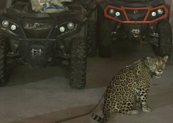 Marina en coordinación con FGR aseguran bodegas con armas, vehículos y animales exóticos en Jalisco
