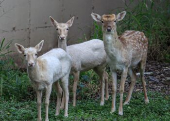 Llegan al Zoológico Tamatán ejemplares en donación del Zoo de Nuevo Laredo