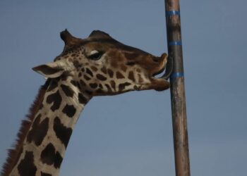 Jirafa Benito llega tras más de 30 horas a Africam Safari