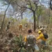 Conafor reporta 113 incendios forestales activos