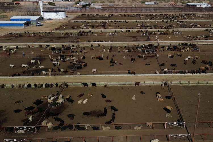 Fotografía aérea de archivo de ganado vacunoen Ciudad Juárez, Chihuahua (México). EFE/ Luis Torres