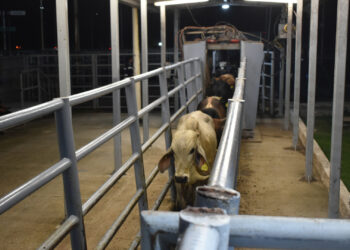 Chihuahua alista 70 mil cabezas de ganado para cruzar a EE.UU.