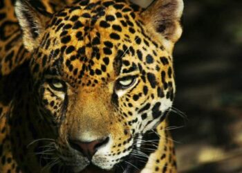 Contribuye Tamaulipas en la conservación del jaguar