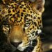 Contribuye Tamaulipas en la conservación del jaguar