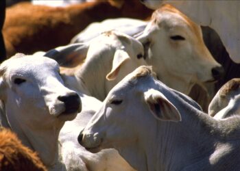 México espera reanudar exportación de ganado a EE.UU. en dos meses tras brote de gusano barrenador