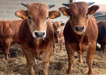 México busca reabrir la frontera con EE.UU. para exportación de ganado