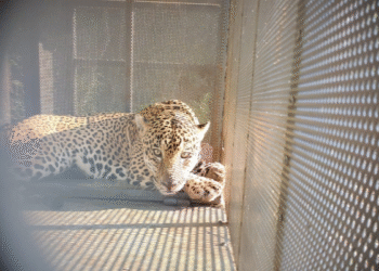 Rescata y libera Comisión de Parques ejemplar de jaguar