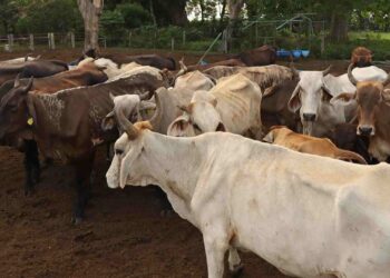 Secretaría de Agricultura intercepta nuevo caso de gusano barrenador en el ganado en Querétaro