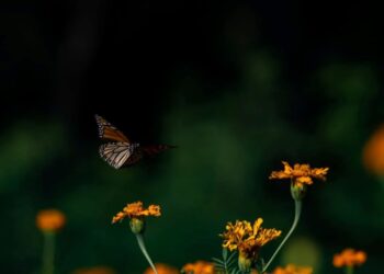 Facilita Tamaulipas migración de la mariposa monarca: CPBT