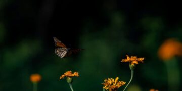 Facilita Tamaulipas migración de la mariposa monarca: CPBT