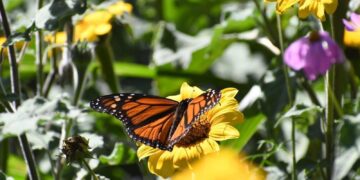 Impulsa Tamaulipas polinización en ruta de la mariposa monarca