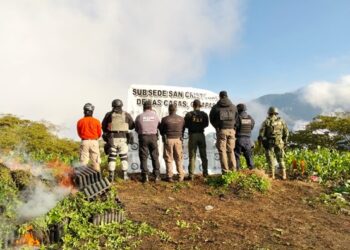 Desmantelan plantíos de marihuana en Chiapas durante operativo conjunto