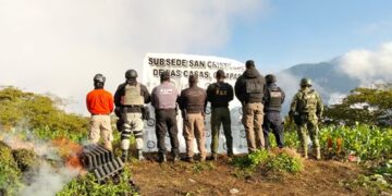 Desmantelan plantíos de marihuana en Chiapas durante operativo conjunto
