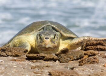 Continúa temporada de anidación de tortuga lora; se resguardan más de 28 mil huevos