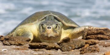 Continúa temporada de anidación de tortuga lora; se resguardan más de 28 mil huevos