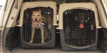 Avanza Tamaulipas en control del gusano barrenador con apoyo de binomios caninos
