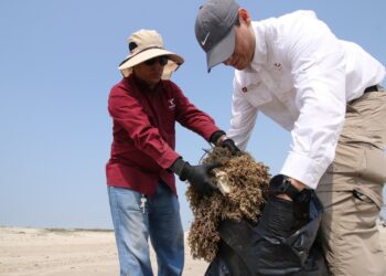 Suma Tamaulipas esfuerzos con la Federación para conservar playas y costas