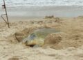 Supera Tamaulipas los 222 mil huevos de tortuga lora protegidos