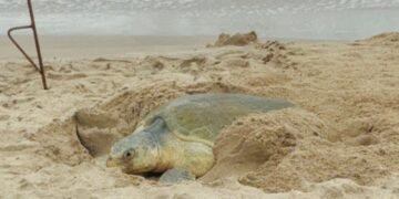 Supera Tamaulipas los 222 mil huevos de tortuga lora protegidos