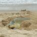 Supera Tamaulipas los 222 mil huevos de tortuga lora protegidos