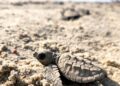 Inician en Tamaulipas primeras liberaciones de tortuga lora de la temporada 2026