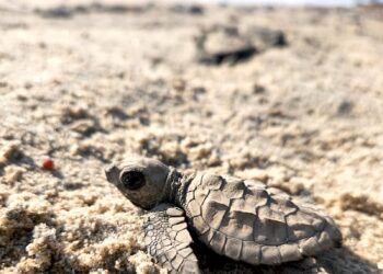Inician en Tamaulipas primeras liberaciones de tortuga lora de la temporada 2026