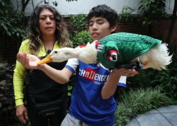 ¿Dejará la FIFA entrar al pato Merlín al próximo partido de México?