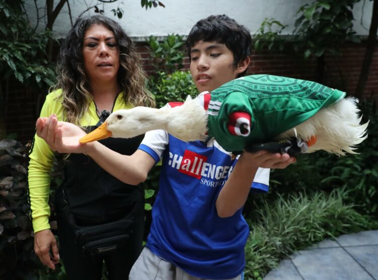 MEX6432. CIUDAD DE MÉXICO (MÉXICO), 20/06/2026.- Karla Gómez (i) y su hijo Cristian posan con su pato Merlín durante una entrevista con EFE este viernes, en Ciudad de México (México). Los goles de Raúl Jiménez o Luis Romo en la Copa del Mundo son tan virales como cualquier foto de Merlín, el pato mundialista que desafió estrategias publicitarias de las grandes marcas, al poner en el centro de la conversación del torneo a la familia mexicana de Karla Gómez, dueña del pequeño alado y madre soltera de Carlos y Cristian. EFE/Mario Guzmán