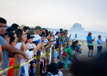 Disfrutan liberación de crías de tortuga lora en Playa Miramar