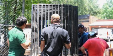 Libera Tamaulipas a jaguar rescatado tras recibir atención médica especializada