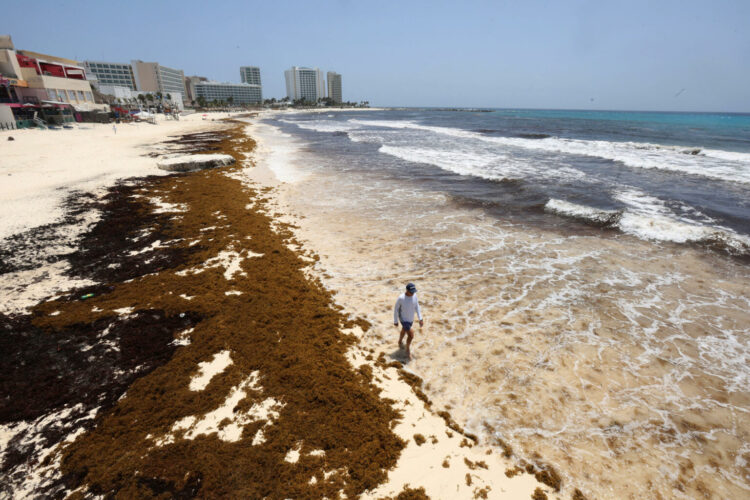 MEX7707. CANCÚN (MÉXICO),14/07/2026.- Una persona camina por una playa cubierta de sargazo este martes, en Cancún, Quintana Roo (México). EFE/Alonso Cupul