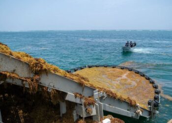 Reconoce Mara Lezama que el mayor reto es recolectar el sargazo en el mar