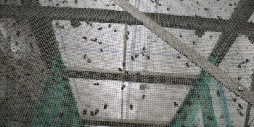 Liberan primer lote de moscas estériles contra el gusano barrenador en Chihuahua