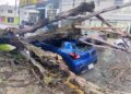 Atiende Gobierno de Toluca reportes por caída de árboles derivada de las lluvias y fuertes vientos