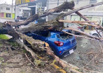 Atiende Gobierno de Toluca reportes por caída de árboles derivada de las lluvias y fuertes vientos